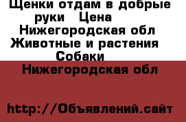 Щенки отдам в добрые руки › Цена ­ 10 - Нижегородская обл. Животные и растения » Собаки   . Нижегородская обл.